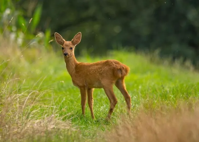 La Maison De Traverse - Gite De Caractere בית נופש קורד-סור-סיאל